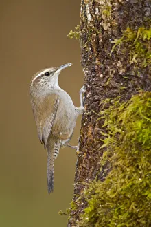 Bewicks Wren (Thryomanes bewickii), British Columbia, Canada Bewicks Wren (Thryomanes bewickii), British Columbia, Canada