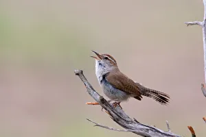 Troglodytidae Prints: Bewicks Wren (Thryomanes bewickii) singing, Texas, USA