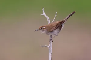Bewicks Wren (Thryomanes bewickii), Texas, USA