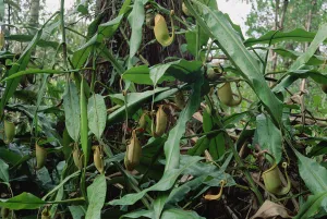 Insectivorous Prints: Bicalcarata Pitcher Plants, grows as vines, Brunei, Borneo
