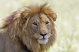Close Prints: Big male Lion (Panthera leo) portrait, Tanzania, Tarangire National Park