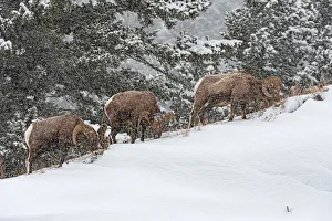 Cold Prints: Bighorn Sheep (Ovis canadensis) in snowstorm near Hebgen Lake, Yellowstone National Park
