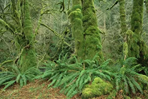 Bigleaf Maple (Acer macrophyllum) trees covered with moss in temperate rainforest Bigleaf Maple (Acer macrophyllum) trees covered with moss in temperate rainforest