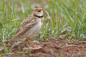 Turkey Prints: Bimaculated Lark (Melanocorypha bimaculata), Nigde, Turkey