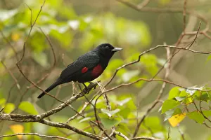 Black-and-crimson Oriole (Oriolus cruentus) male, Frasers Hill, Malaysia Black-and-crimson Oriole (Oriolus cruentus) male, Frasers Hill, Malaysia