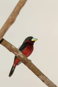 Black-and-red Broadbill (Cymbirhynchus macrorhynchos), Kaeng Krachan, Thailand