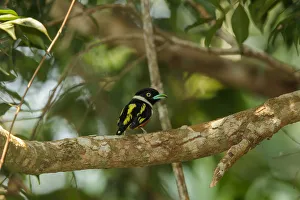 Black-and-yellow Broadbill (Eurylaimus ochromalus), Thailand Black-and-yellow Broadbill (Eurylaimus ochromalus), Thailand