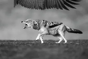 Black-backed Jackal (Canis mesomelas) chasing away a vulture from a carcass, Zimanga Private Game Reserve, KwaZulu-Natal, South Africa
