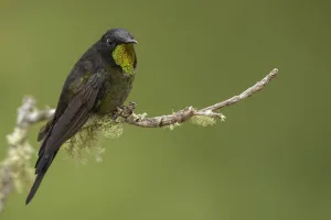 Hummingbirds Prints: Black-backed Thornbill (Ramphomicron dorsale) male perched on a branch, Colombia