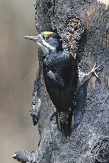 Black-backed Woodpecker (Picoides arcticus) male, Manitoba, Canada Black-backed Woodpecker (Picoides arcticus) male, Manitoba, Canada