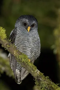 Strigidae Prints: Black-banded Owl (Strix huhula), Ecuador