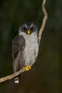 Black-banded Owl (Strix huhula), Ecuador