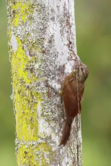 Black-banded Woodcreeper (Dendrocolaptes picumnus), Manu National Park, Peru Black-banded Woodcreeper (Dendrocolaptes picumnus), Manu National Park, Peru
