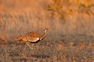 Black-bellied Bustard (Lissotis melanogaster), Kruger Park, South Africa