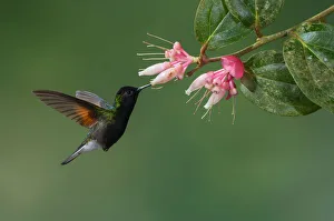 Black-bellied Hummingbird (Eupherusa nigriventris), Costa Rica