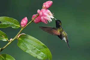 Black-bellied Hummingbird (Eupherusa nigriventris), Costa Rica
