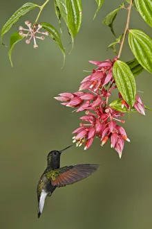 Central America Prints: Black-bellied Hummingbird (Eupherusa nigriventris) flying and feeding at a flower