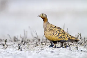 Spain Prints: Black-bellied Sandgrouse (Pterocles orientalis) male, Castile-La Mancha, Spain