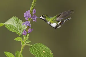 Hummingbirds Prints: Black-bellied Thorntail (Discosura langsdorffi), Ecuador