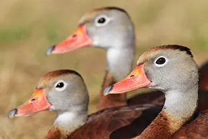 Black-bellied Whistling Duck (Dendrocygna autumnalis), Florida, USA