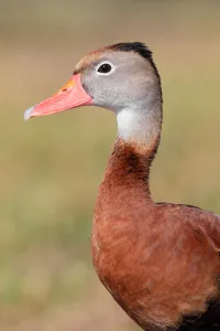 Black-bellied Whistling Duck (Dendrocygna autumnalis), Florida, USA