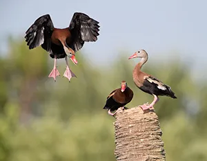 Black-bellied Whistling Duck (Dendrocygna autumnalis) flying, Florida, USA