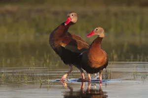Anatidae Prints: Black-bellied Whistling Duck (Dendrocygna autumnalis) pair, Texas, USA