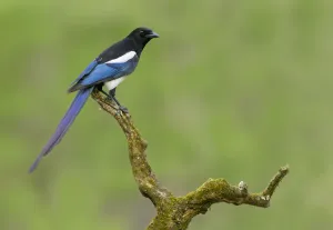 Black-billed Magpie (Pica hudsonia), Alberta, Canada
