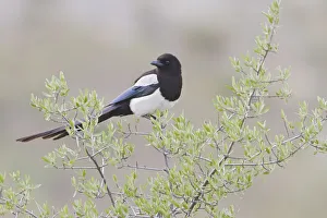 Black-billed Magpie (Pica hudsonia), Alberta, Canada