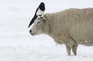 Black-billed Magpie (Pica pica) on sheep in snow, Den Helder, Noord-Holland Black-billed Magpie (Pica pica) on sheep in snow, Den Helder, Noord-Holland