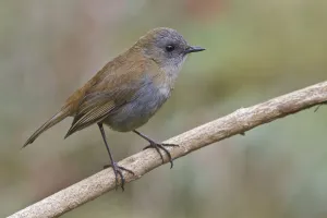 Central America Prints: Black-billed Nightingale-thrush (Catharus gracilirostris), Costa Rica