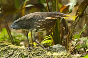 December Prints: Black Bittern (Dupetor flavicollis), Singapore