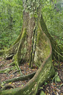 Black Booyong (Argyrodendron actinophyllum) tree with buttress root, Lamington National Park Black Booyong (Argyrodendron actinophyllum) tree with buttress root, Lamington National Park