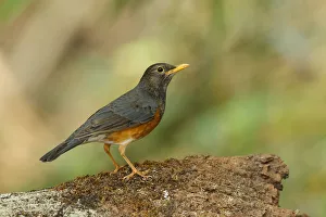 Black-breasted Thrush (Turdus dissimilis) male, Doi Ang Khang, Thailand Black-breasted Thrush (Turdus dissimilis) male, Doi Ang Khang, Thailand