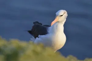 Black-browed Albatross (Thalassarche melanophris), Schleswig-Holstein, Germany Black-browed Albatross (Thalassarche melanophris), Schleswig-Holstein, Germany