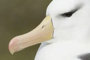 Black-browed Albatross (Thalassarche melanophris), Falkland Islands, November