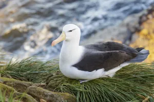 Black-browed Albatross (Thalassarche melanophris) at a nesting colony, Falkland Islands