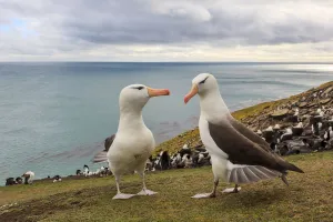 Endangered Prints: Black-browed Albatross (Thalassarche melanophrys) pair courting, Saunders Island