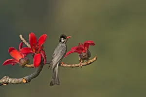Bulbuls Prints: Black Bulbul (Hypsipetes leucocephalus), Darjeeling, India