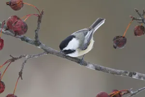 Black-capped Chickadee (Poecile atricapillus), Ontario, Canada