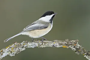 Black-capped Chickadee (Poecile atricapillus), Ontario, Canada