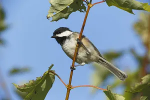 Black-capped Chickadee (Poecile atricapillus), Canada