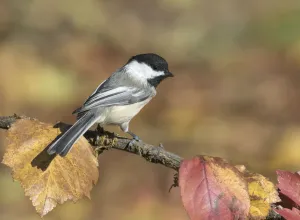 Chickadees Prints: Black-capped Chickadee (Poecile atricapillus) perched on a branch, Saskatchewan, Canada