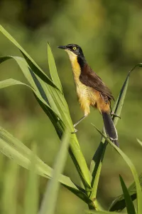 Black-capped Donacobius (Donacobius atricapilla) perched on a branch, Pantanal, Brazil Black-capped Donacobius (Donacobius atricapilla) perched on a branch, Pantanal, Brazil