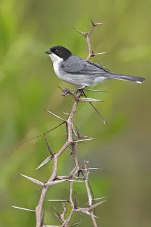 Thraupidae Prints: Black-capped Warbling Finch (Poospiza melanoleuca), Bolivia