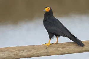 Black Caracara (Daptrius ater) perched on a branch, Manu National Park, Peru Black Caracara (Daptrius ater) perched on a branch, Manu National Park, Peru