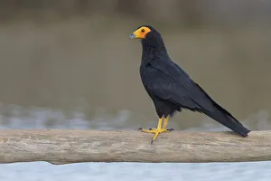 Black Caracara (Daptrius ater) perched on a branch, Manu National Park, Peru