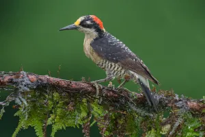 Central America Prints: Black-cheeked Woodpecker (Melanerpes pucherani), Costa Rica