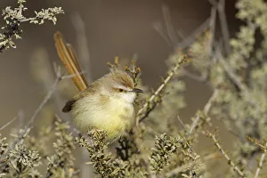 Black-chested Prinia (Prinia flavicans), Northern Cape, Kgalagadi Transfrontier Park Black-chested Prinia (Prinia flavicans), Northern Cape, Kgalagadi Transfrontier Park