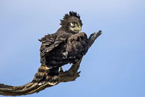 Adult Prints: Black-chested Snake Eagle (Circaetus pectoralis) sitting on a branch and looking backwards